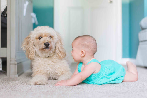 Should You Rehome Your Pet Due to Your Child’s Eczema?