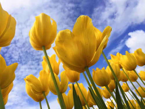 Top Springtime Diet Tips for Kids
