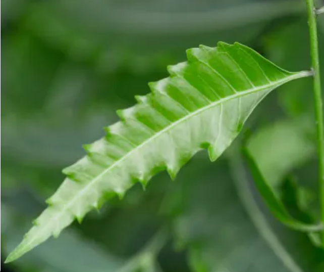 Organic Neem Leaf
