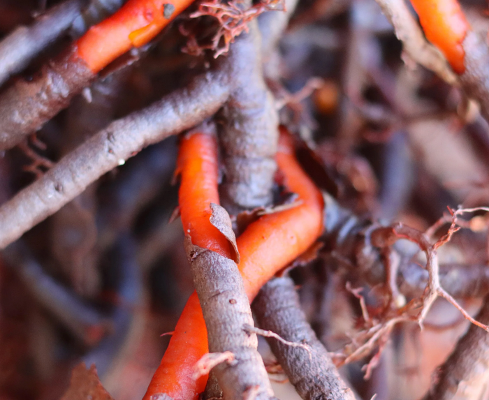 Organic Madder Root