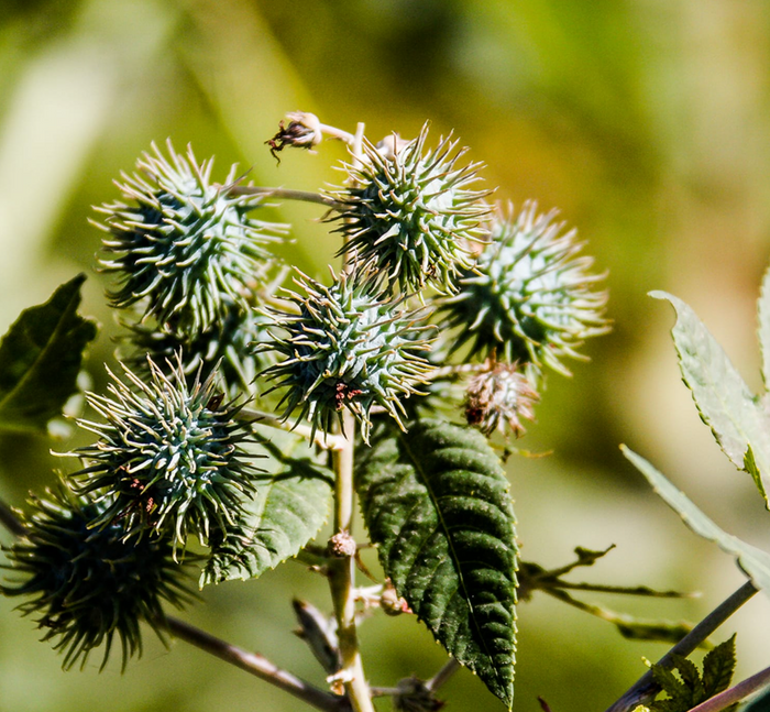 Organic Cold-Pressed Castor Oil