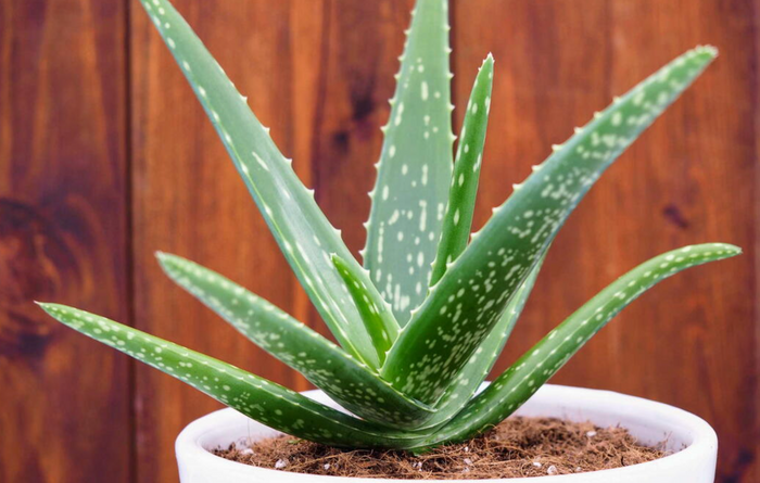 Organic Aloe Vera Juice
