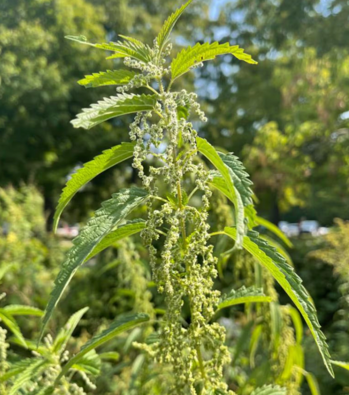 Stinging Nettle Leaf