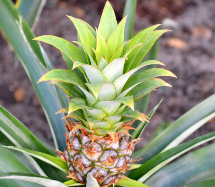 Bromelain